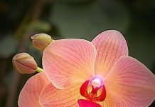 20 indoor Orchids plants to enhance house decor dcfaefeac
