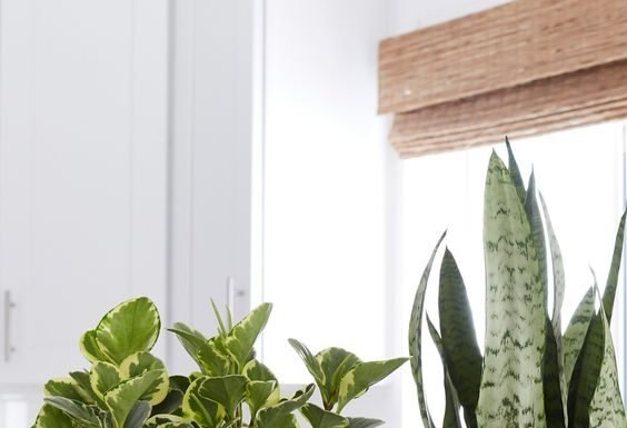 Home Garden : 8 Best Places to Buy Plants Online