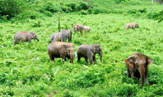 Tourist Places in Coorg_11