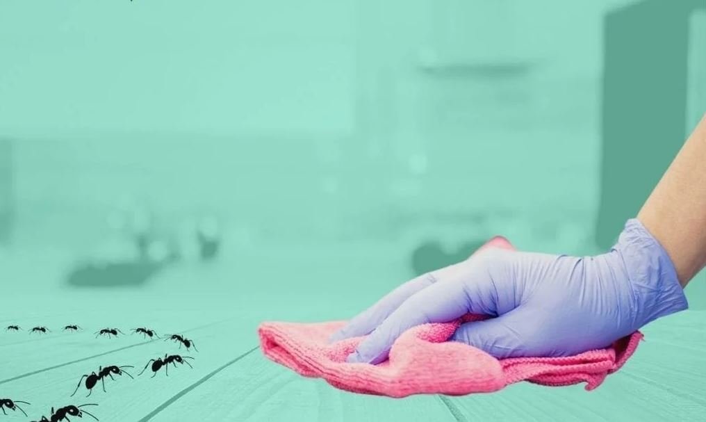 Clean the area thoroughly